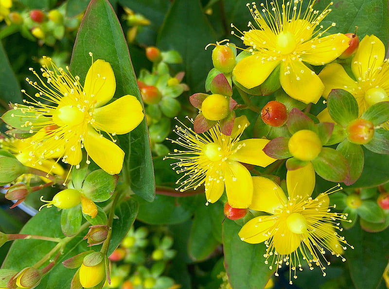 Yellow Hypericum, garden plants, beautiful flowers, plant, flower, yellow, shrub, HD wallpaper
