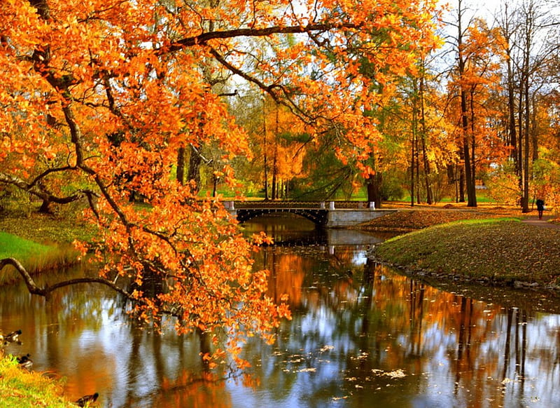 Autumn park, fall, autumn, bonito, foliage, leaves, calm, bridge ...