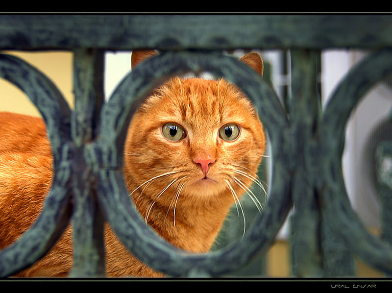 The View, fence, feline, orange tabby, green eyes, cat, HD wallpaper