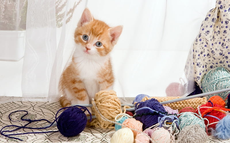 Yarn Kitten, yarn, kitten, cats, animals, HD wallpaper