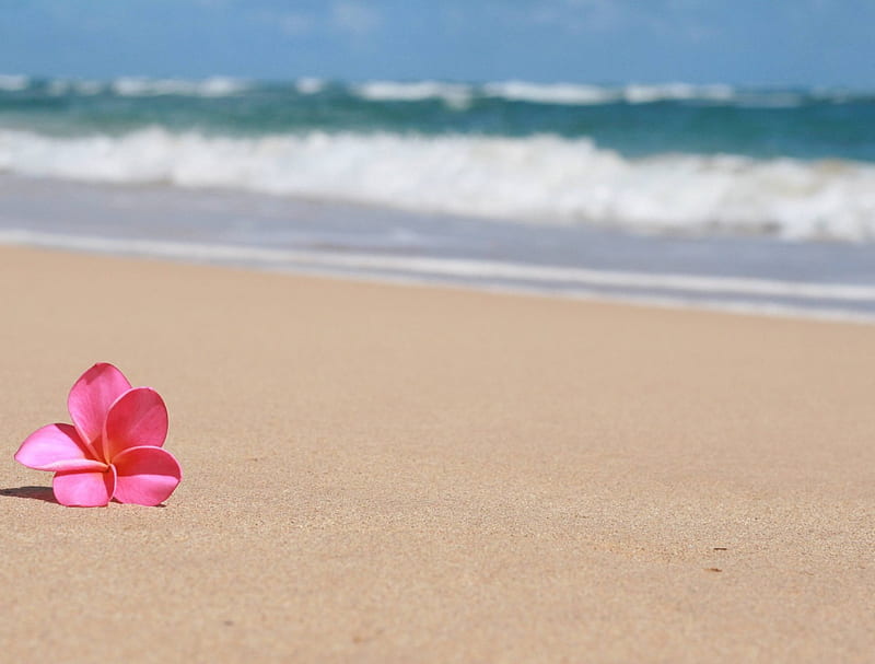 Beautiful Frangipani Plumeria Tropical Flower on Sandy Beach Hawaii, islands, hawaii, ocean, plumeria, bonito, waves, sea, beach, sand, frangipani, paradise, flower, island, tropical, pink, hawaiian, HD wallpaper