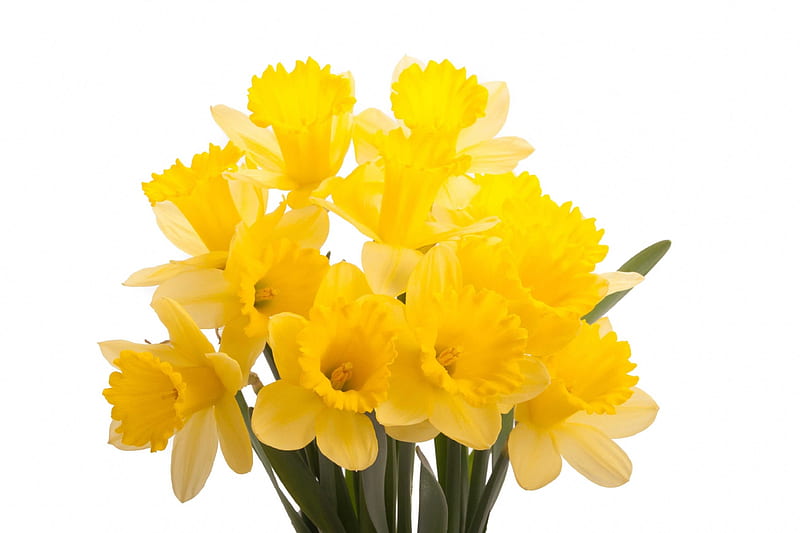 Daffodils, bouquet, narcissus, yellow, spring, HD wallpaper