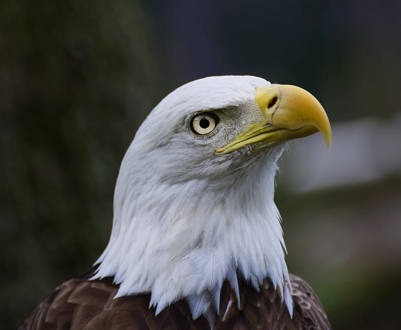 águila calva, aves, blanco, negro, país, águila, águilas, halcón, mascotas,  presa, Fondo de pantalla HD | Peakpx