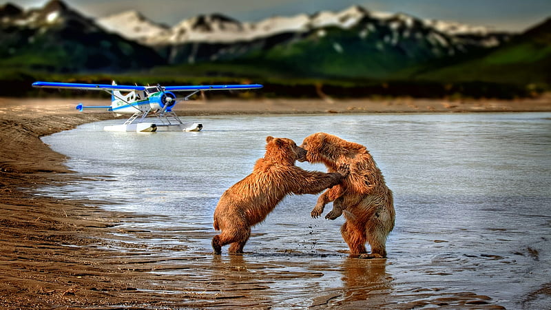 Not Without a License, holding back, furry, alaska, restraint, water, big, mountains, seaplane, funny, bears, HD wallpaper