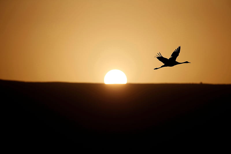 Migrating crane, Israel, Hula Lake Ornithology and Nature Park, Migration route, Northern to Southern Hemispheres, HD wallpaper