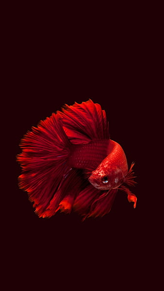 Red and silver guppy fish, HD phone wallpaper | Peakpx