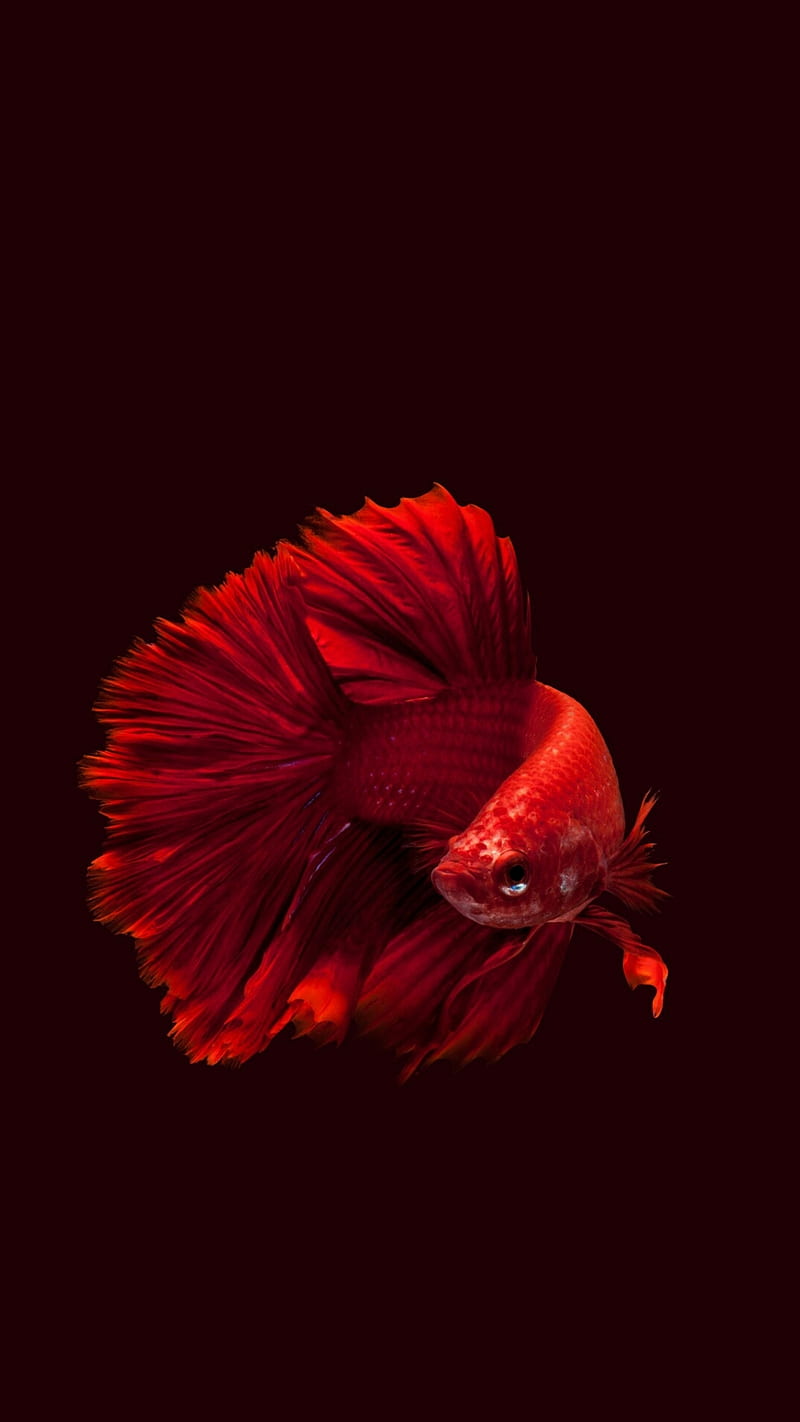 Red fish, HD phone wallpaper