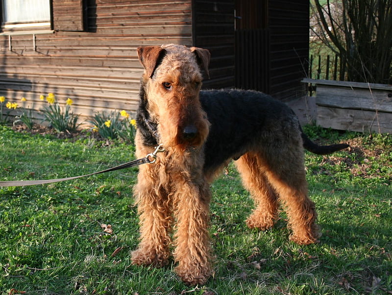 Airedale Terrier, airedale, terrier, nice, dogs, HD wallpaper