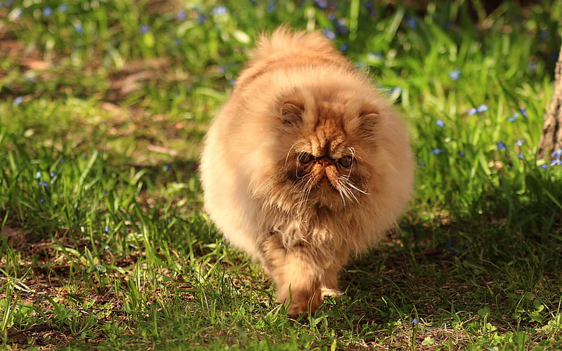 Persian cat, big brown fluffy cat, pets, funny animals, cats, green grass, HD wallpaper