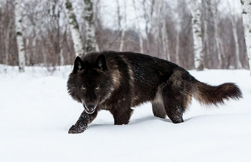 Wolf art, canislupus, black, saying, timber wolf, wolves, white ...