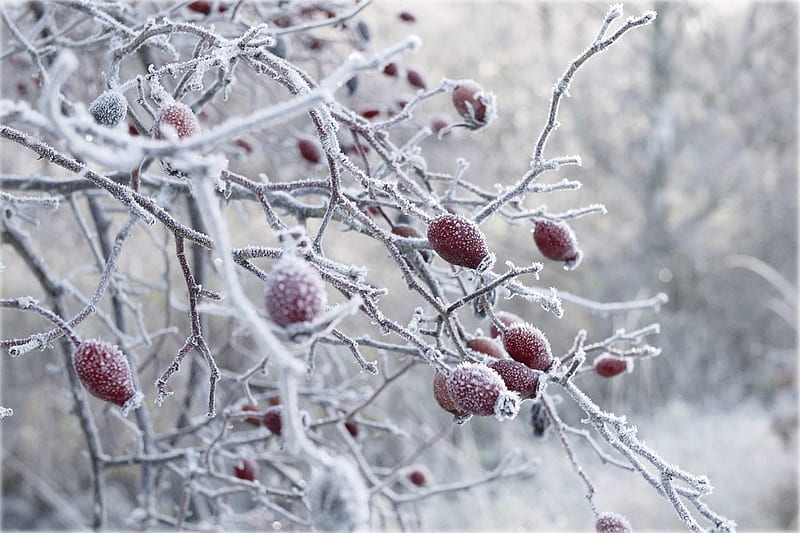 frozen, winter, cold, tree, berries, twig, nature, white, rosehip, HD wallpaper