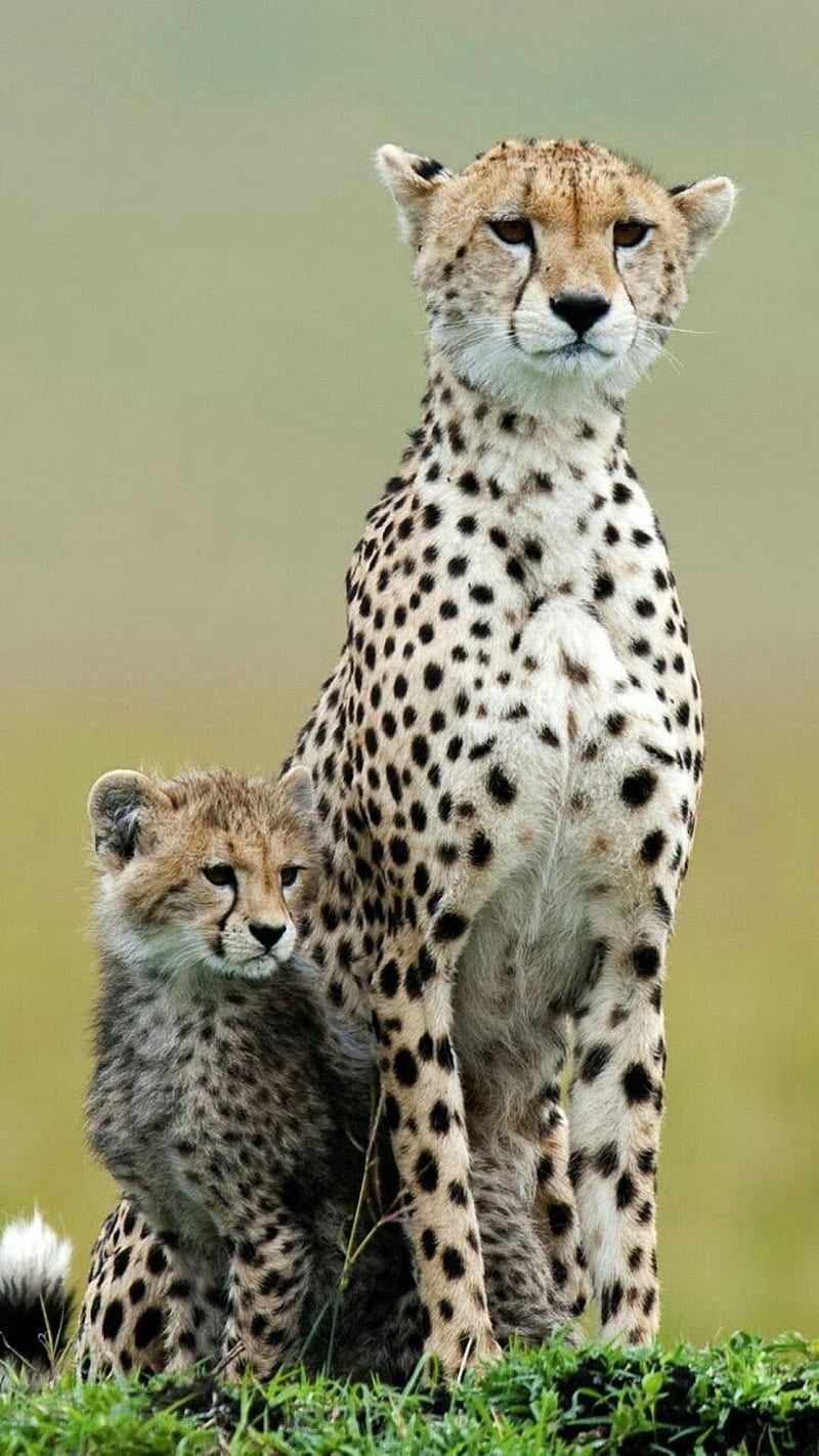 cheetah and its cub, with its baby cub, HD phone wallpaper