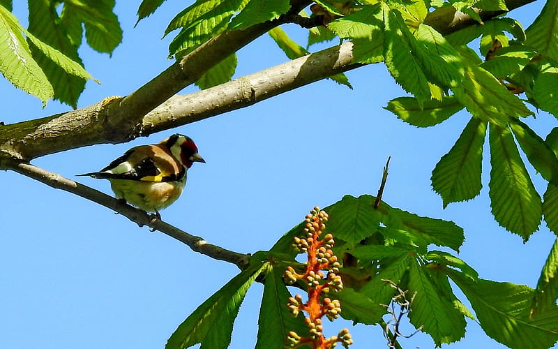 Goldfinch on Chestnut Tree, tree, bird, goldfinch, chestnut, Latvia, spring, HD wallpaper