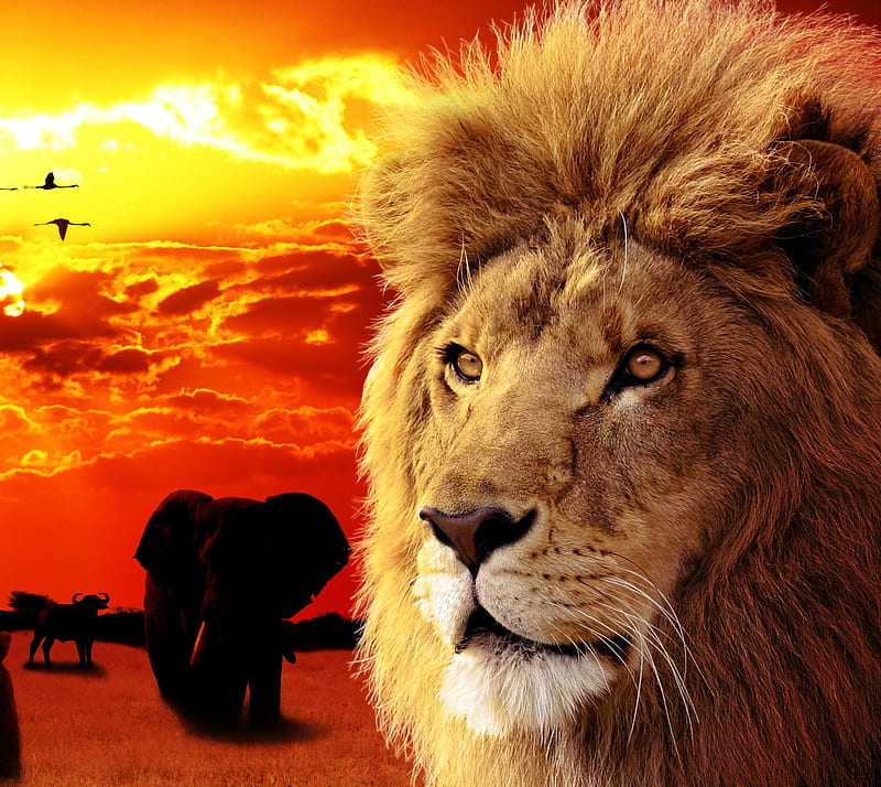 Lion, animals, brids, desert, elephant, silhouette, sunset, tiger, zoo, HD wallpaper