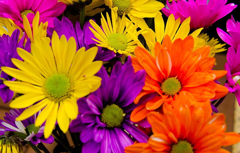 BRIGHTS, BRIGHT, ORANGE, PINK, YELLOW, DAISIES, HD wallpaper | Peakpx