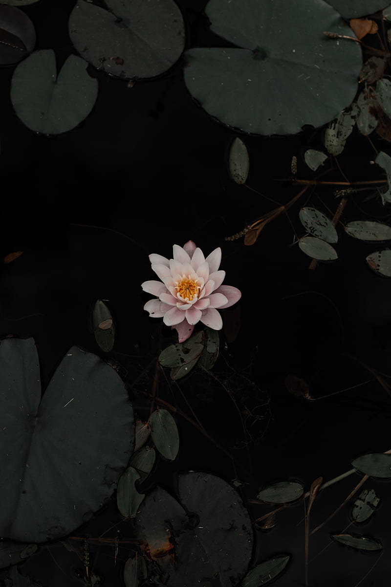 lily, flower, pond, leaves, water, HD phone wallpaper