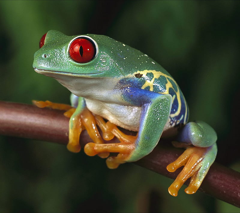 Beauty, frog, green, HD wallpaper