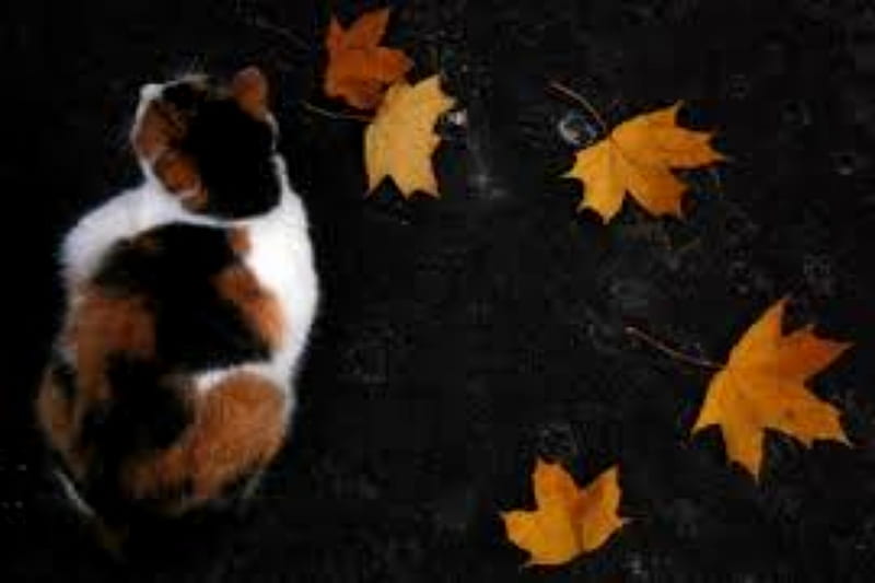 Autumn Cats, Leaves, Cats, Autumn, Calico, HD wallpaper