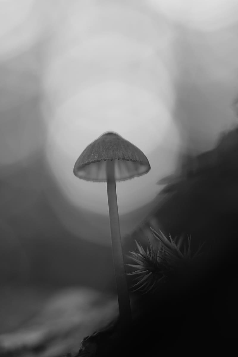 mycena, mushroom, black and white, macro, nature, blur, HD phone wallpaper