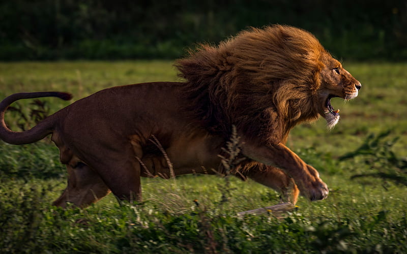 big lion, furious lion, wildlife, Africa, evening, sunset, hunting, lion, HD wallpaper