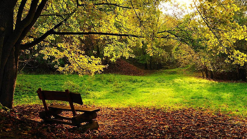 Wood Bench On Dry Leaves Green Grass Field Trees In Forest Nature, HD wallpaper