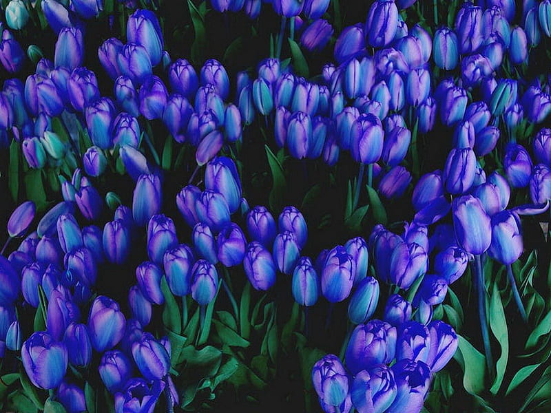 Tulip blues, garden, flowers, tulips, blue, HD wallpaper