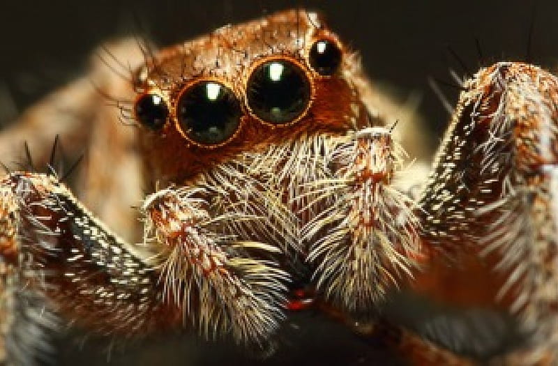 Jumping spider, eyes, small, hairy, lots, HD wallpaper