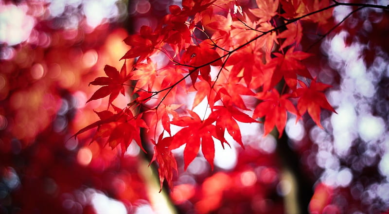 Dream in red, leaf, colorful, fall, red, vivid, autumn, maple, Japanese maple, twigs, leaves, bokeh nature, HD wallpaper