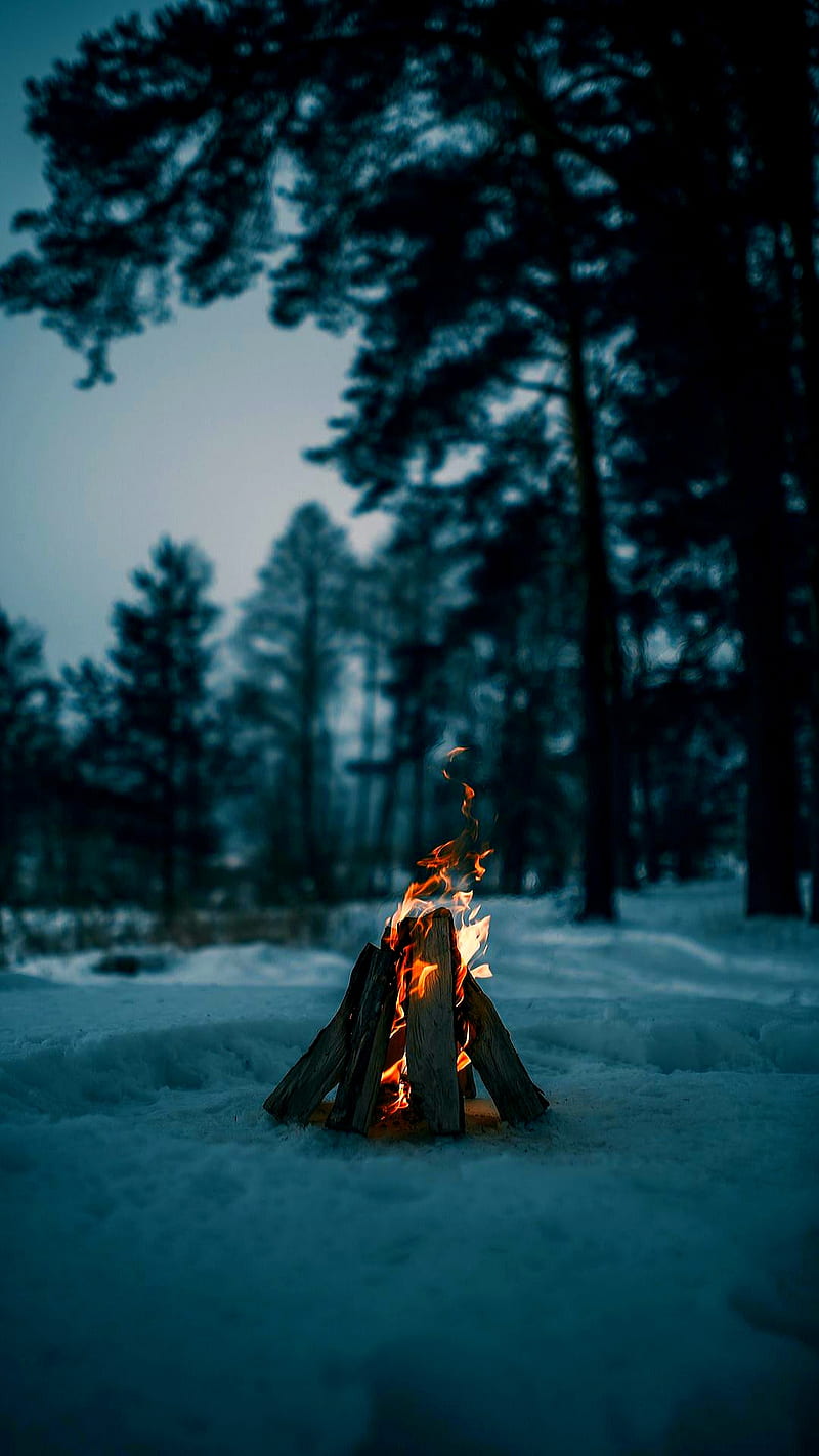 Fire, burning, cold, flame, forest, frozen, nature, wood, HD phone wallpaper