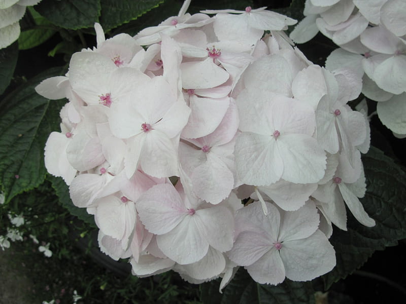 La hortensia blanca en el jardín, grafía, verde, hortensia, blanco, jardín,  flores, Fondo de pantalla HD | Peakpx