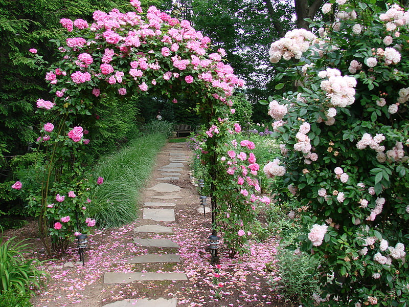 garden in may, may, bench, path, garden, spring, roses, HD wallpaper