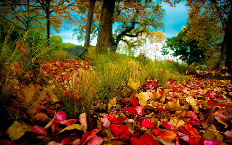 fallen leaves-autumn landscape, HD wallpaper