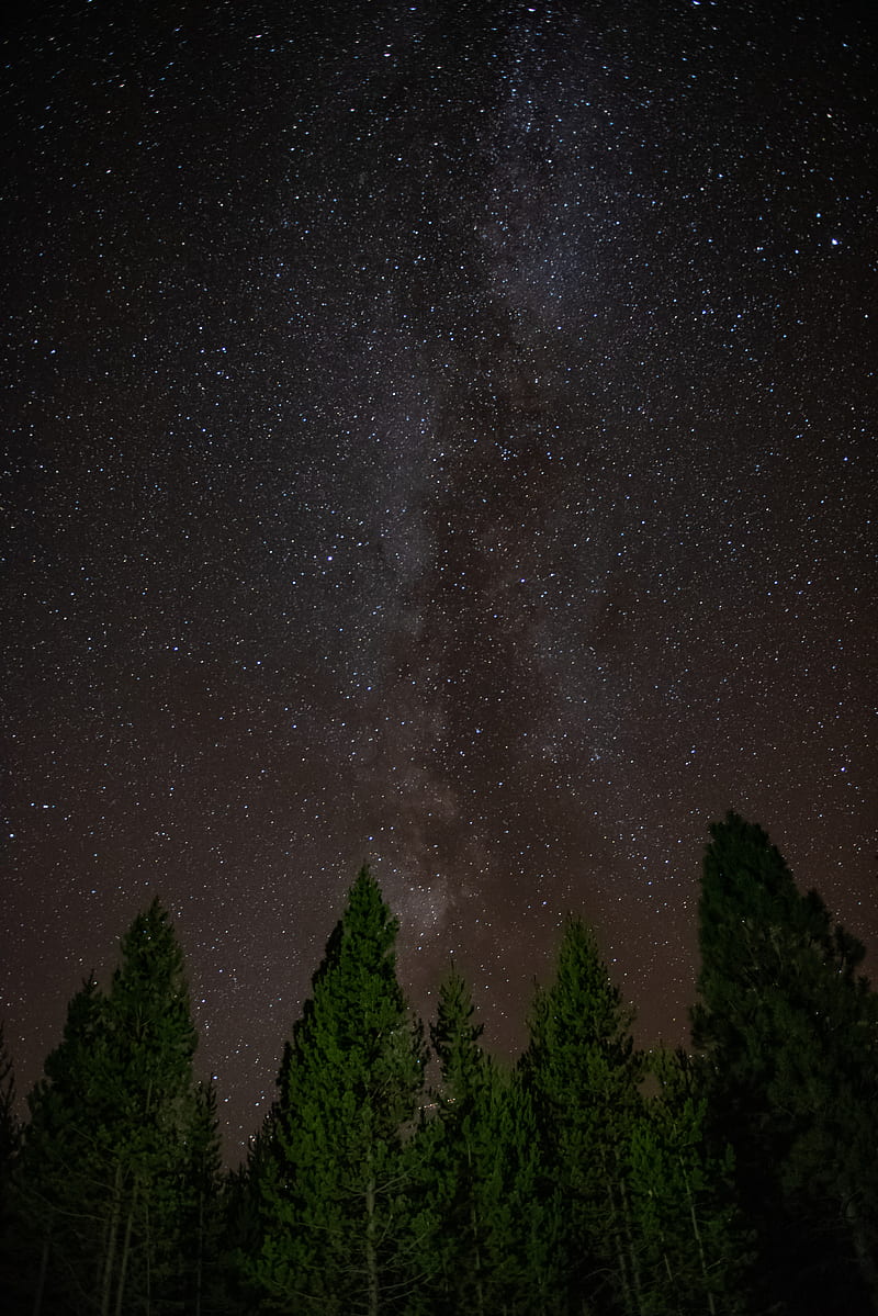 starry sky, trees, stars, HD phone wallpaper