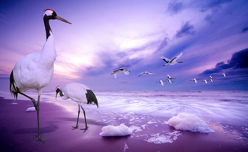 Herons Sea, cg, 3d and cg, background, clouds, refuge, multicolor, scenario waterscape, paisage, art, islands, plumage, , paysage, ocean, birds, black, waves, sky, abstract, panorama, water, beaches, purple, flying, computer, seascape, violet, hop, bay, white, landscape, red, colorful, sea, graphy, sand, scenery, blue, feathers horizon, multi-coloured, foam, colors, herons, fly, 3d, paisagem colours, nature, pc, natural, scene, HD wallpaper