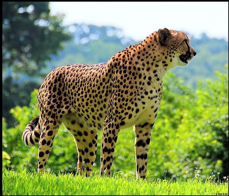 Spotted hunter, cheetah, spots, brown, grass, black, cat, HD wallpaper