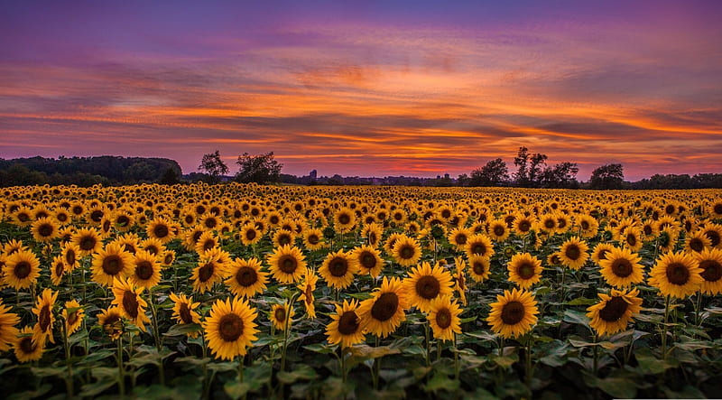 Sunflowers in the dawn, dusk, summer, nature, landscape, scene, field, dawn, sunflowers flowers, morning, HD wallpaper