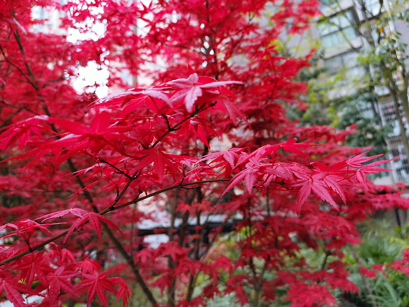 Close up graphy of red leaf plant, HD wallpaper | Peakpx