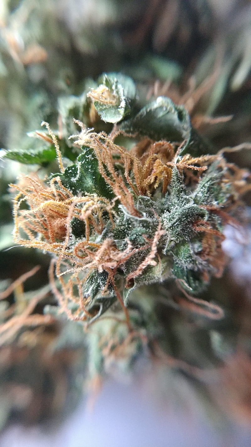 Canna-Close-up, bud, cannabis, close up, flower, leaf, macro shot, mary jane, medicine, mmj, plants, HD phone wallpaper