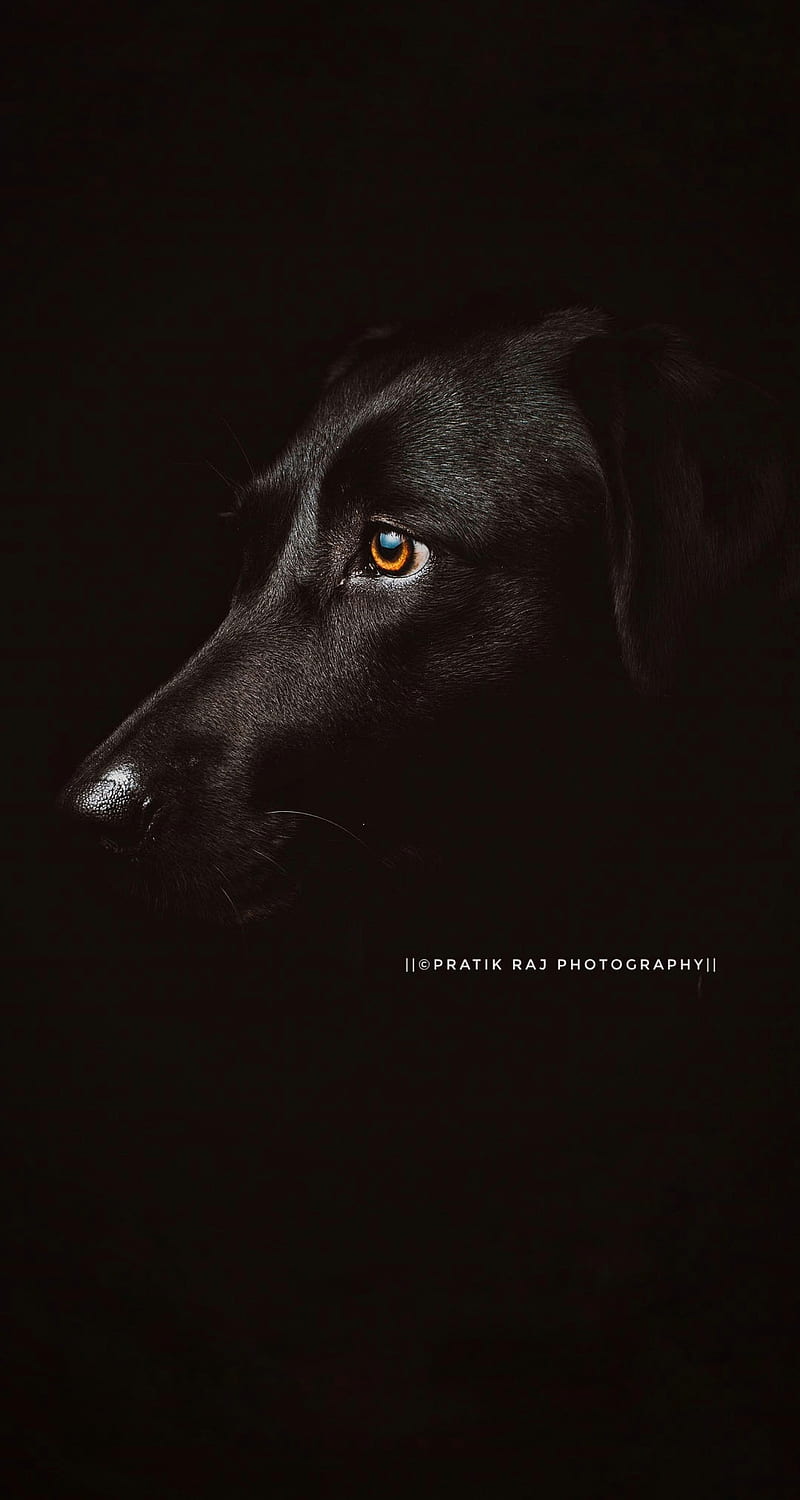 Dog Amoled , black, iphone, mi, oneplus, poco, pratikraj, redmi, samsung, trading, HD phone wallpaper