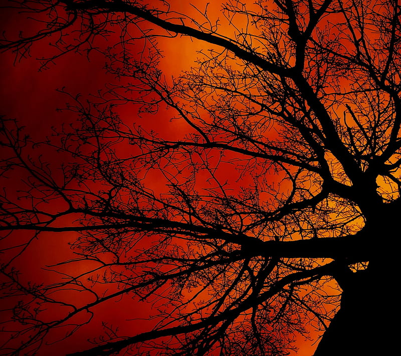 Under The Tree, dark, forest, glow, moon, moonlight, night, red, HD wallpaper