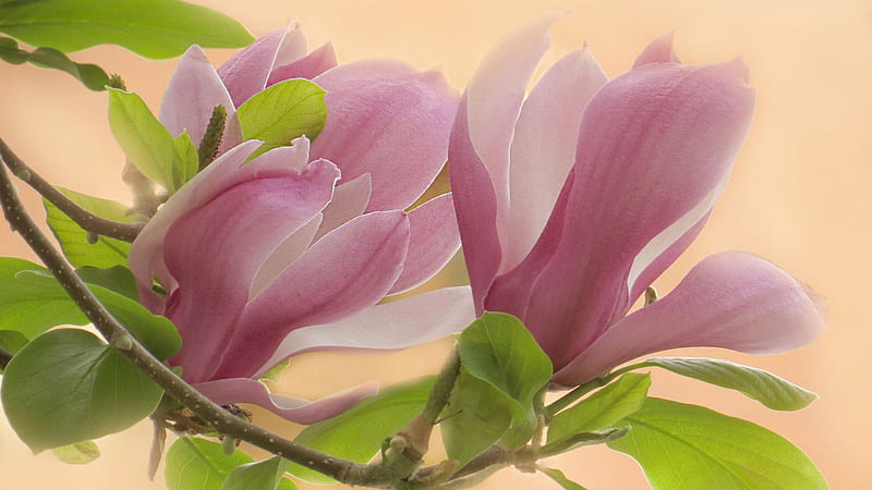 Magnolia Trees Leafed Macro Branch Flower Flowers, HD wallpaper