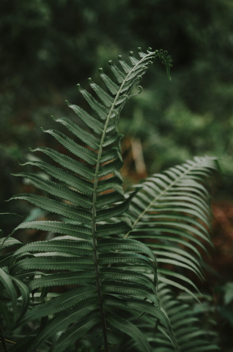 Green ferns, HD phone wallpaper | Peakpx