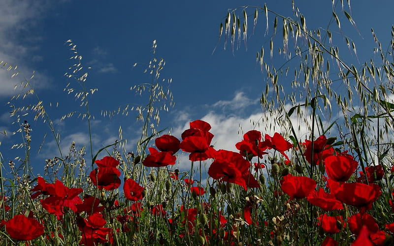 Poppy Field, sky, poppies, field, meadow, HD wallpaper | Peakpx