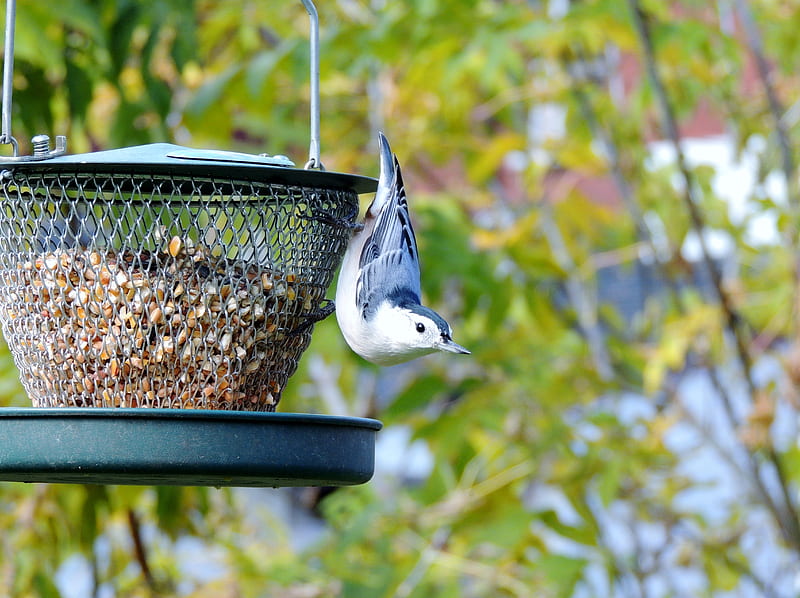 White Breasted Nuthatch, graphy, Bird, Feeder, HD wallpaper