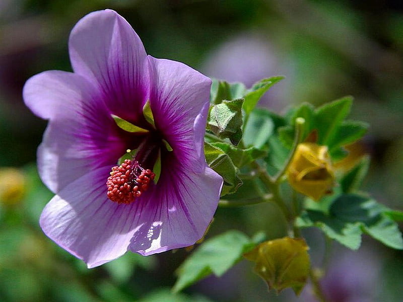 HIBISCUS, flower, pretty, purple, pink, HD wallpaper