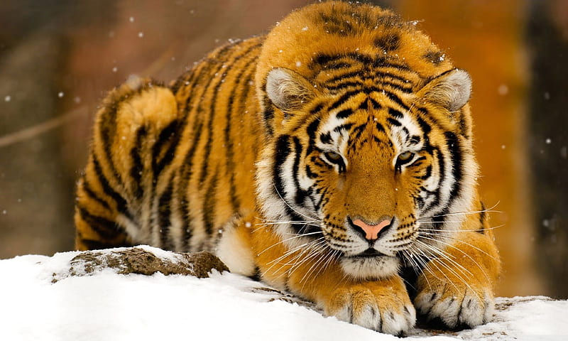Siberian tiger on snow, siberian, feline, snow, wildlife, tiger, animal, winter, HD wallpaper