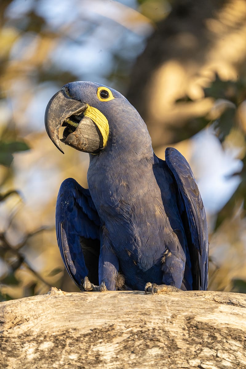 Hyacinth macaw, macaw, parrot, bird, beak, blue, log, HD phone wallpaper |  Peakpx