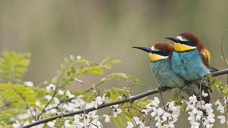 European bee-eater, bird, yellow, flower, pasari, blue, couple, european bee eater, cute, green, white, HD wallpaper