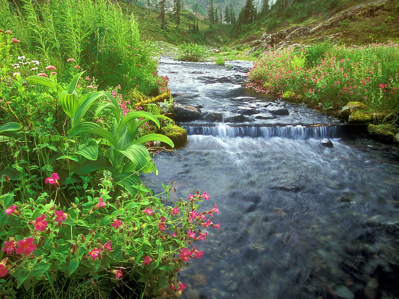 Bagley Creek, Mount Baker Wilderness, Washington, bagley creek, mount, washington, baker wilderness, HD wallpaper