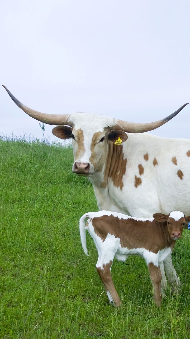 Cows, holstein cows, long horns, HD phone wallpaper